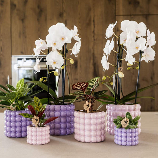 Lot de 2 ou 4 orchidées blanches Phalaenopsis 'Niagara Falls' - Pot 12 cm