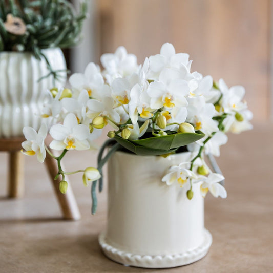 Lot de 2 ou 4 orchidées blanches Phalaenopsis 'Nazaré' - Pot 9 cm