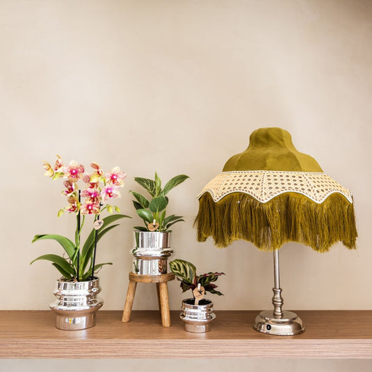 Lot de 2 ou 4 orchidées orange et jaunes Phalaenopsis 'Grosseto' - Pot 9 cm