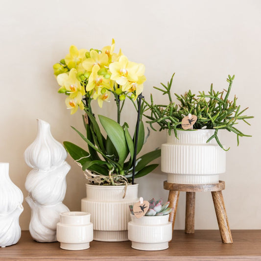Lot de 2 ou 4 orchidées jaunes Phalaenopsis 'Albenga' - Pot 9 cm
