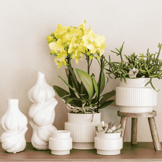 Coffret cadeau orchidée et succulente en cache-pots nervurés - Pot 9 cm