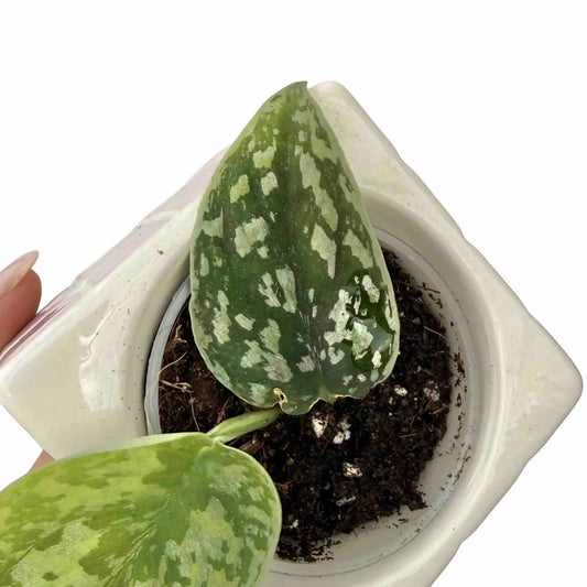 Feuille verte foncée aux taches argentées brillantes du Scindapsus Tricolor Silver dans un pot blanc rempli de terreau