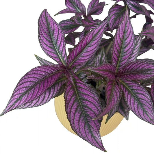 Feuillage pourpre éclatant du Strobilanthes, avec des nervures vert foncé, dans un pot de couleur beige