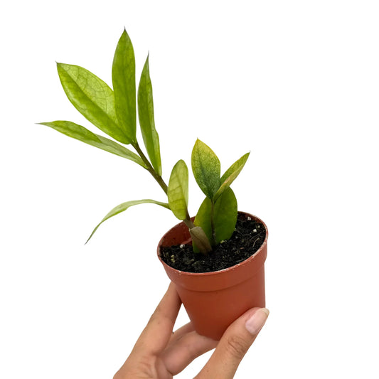 Petit Zamioculcas Zamiifolia Chameleon vert clair dans un pot en terre cuite rempli de terreau