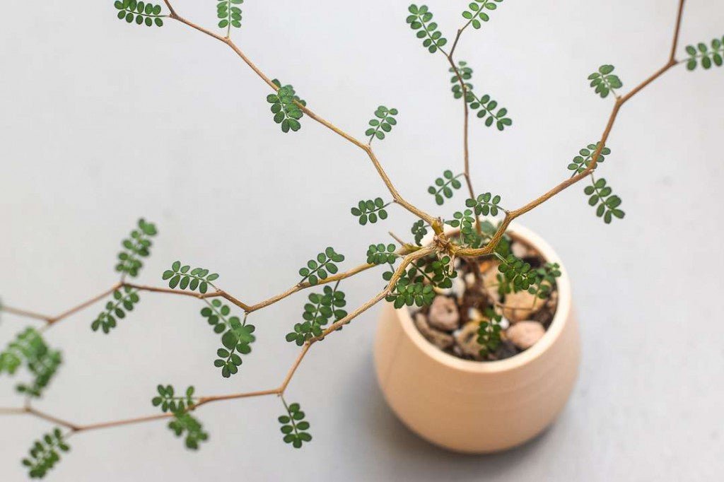 Comment entretenir le Sophora prostrata 'little baby' - plantandstories