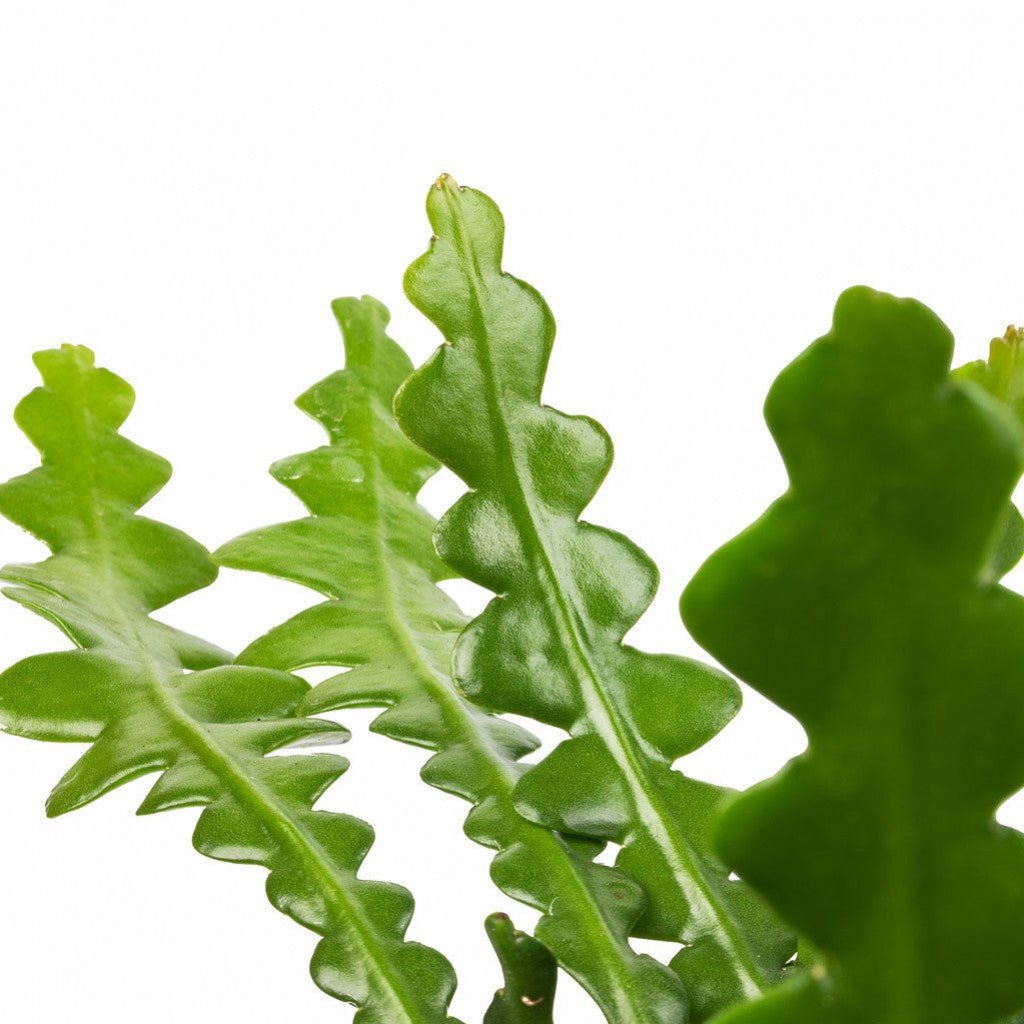 Comment entretenir un Cactus Zigzag ? - plantandstories