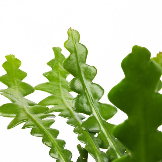 Comment entretenir un Cactus Zigzag ? - plantandstories