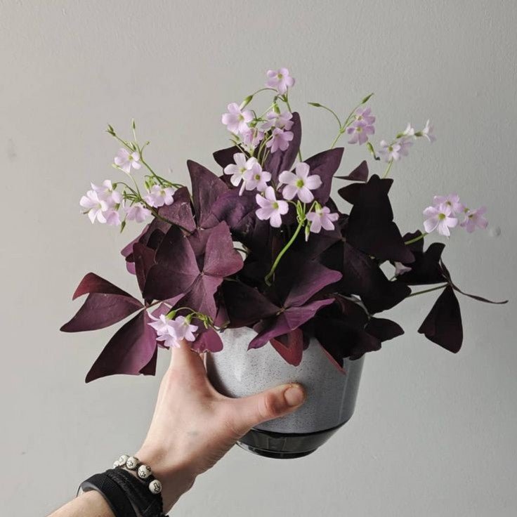 Comment entretenir une Oxalis Triangularis ? - plantandstories