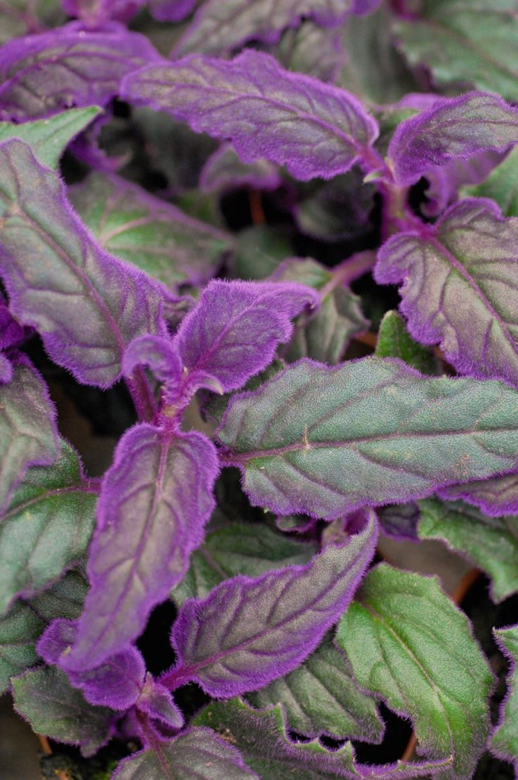 Comment entretenir un Gynura Aurantiaca ? - plantandstories