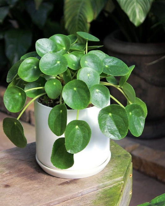 Plante monnaie chinoise (Pilea peperomioides) saine dans un cache-pot cylindrique blanc moderne.