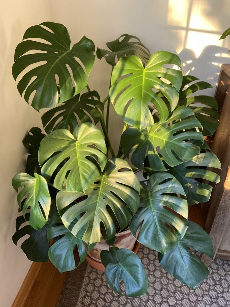 Comment entretenir une Monstera Deliciosa ? - plantandstories