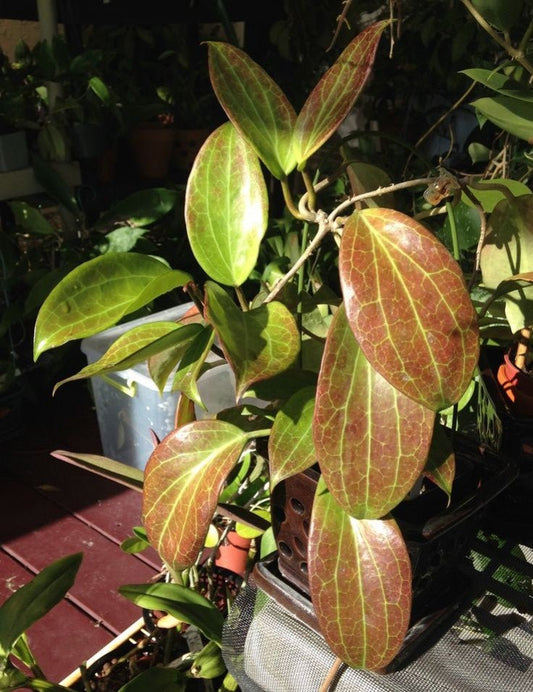 Le suntress, explication : - plantandstories