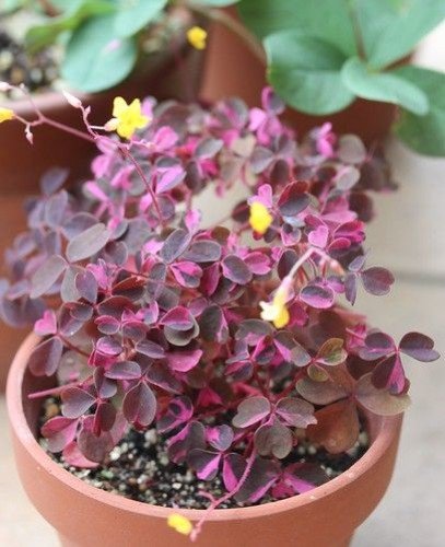 Comment entretenir une Oxalis Plum crazy  ? - plantandstories