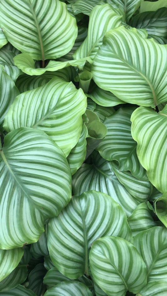 Comment et pourquoi nettoyer le feuillage de vos plantes d’intérieur ? - plantandstories