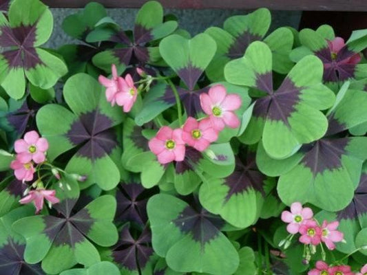 Comment entretenir une Oxalis Deppei ? - plantandstories