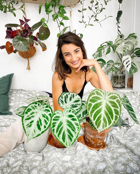 Anthurium Silver Blush : entretien du feuillage argenté - Plant and Stories