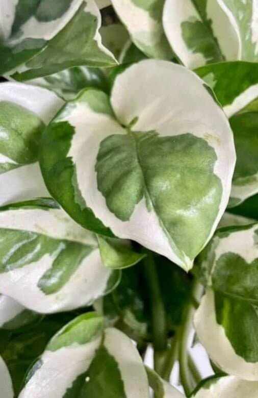 Comment entretenir un Epipremnum N'joy ? - plantandstories