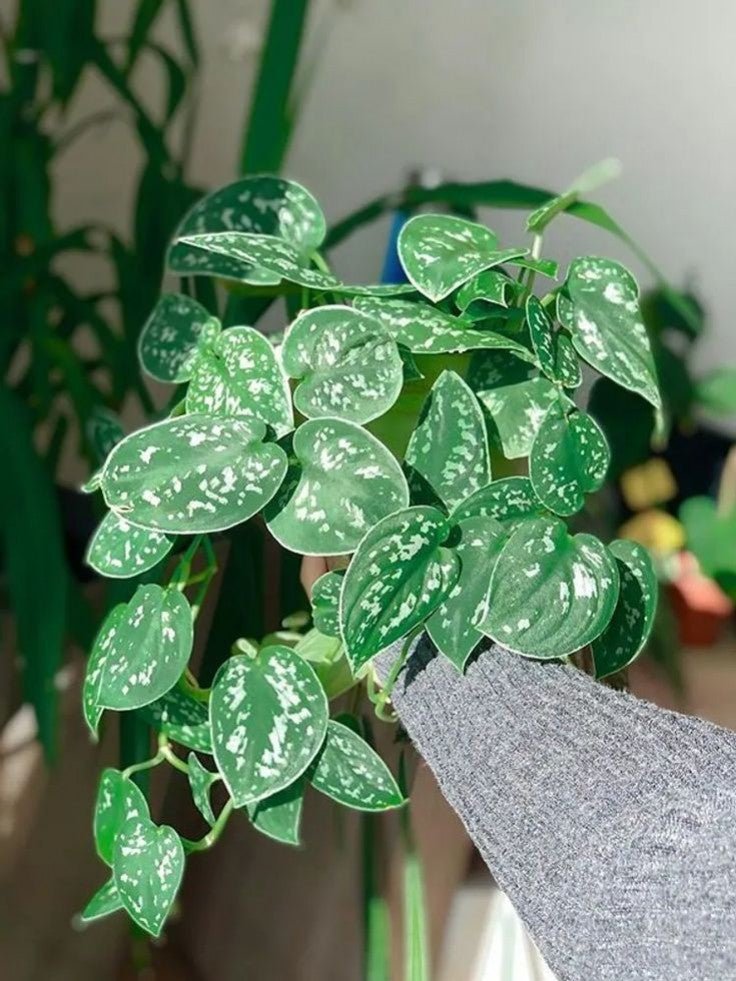 Une main tenant une plante Scindapsus pictus 'Argyraeus' aux feuilles panachées d'argent.