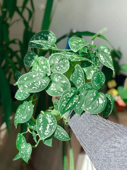 Une main tenant une plante Scindapsus pictus 'Argyraeus' aux feuilles panachées d'argent.