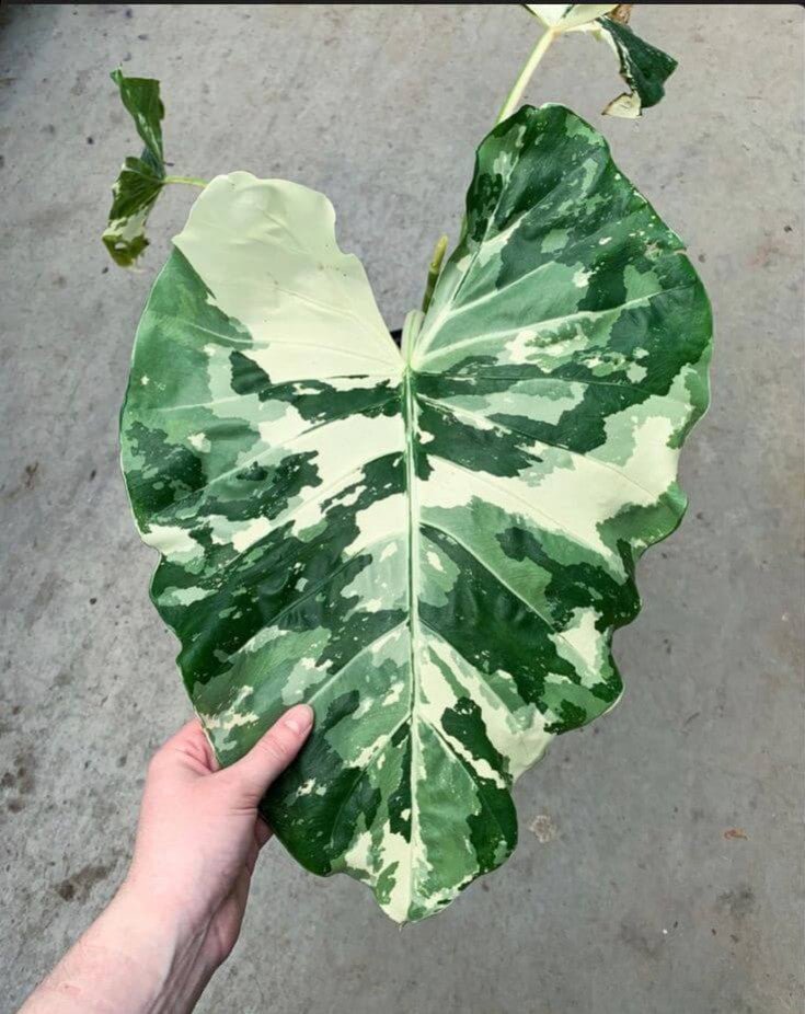Grande feuille panachée verte et crème d'une plante tropicale, tenue à la main devant un sol en béton gris.