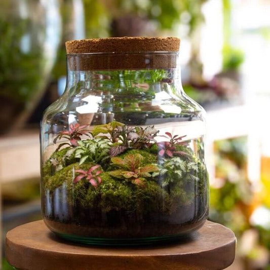 Comment entretenir une Fittonia ? - plantandstories