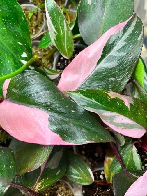 Philodendron : entretien, lumière et arrosage (guide complet) - Plant and Stories