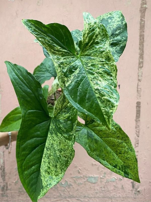 Comment entretenir un Syngonium ? Guide complet - plantandstories