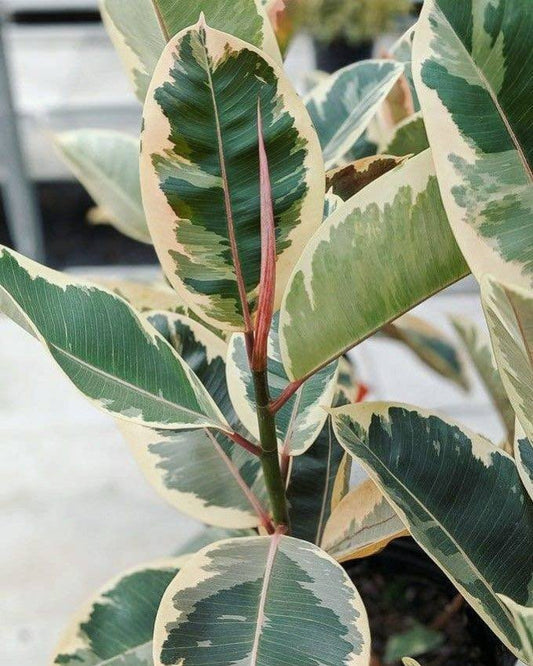 Comment entretenir un Ficus : Guide Complet - plantandstories