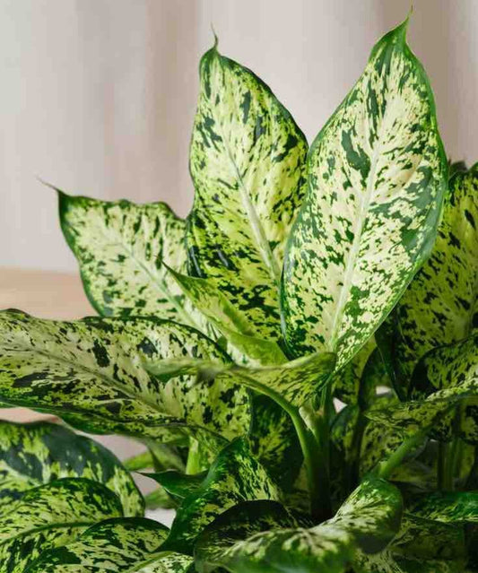 Comment entretenir un Dieffenbachia ? Guide complet - plantandstories