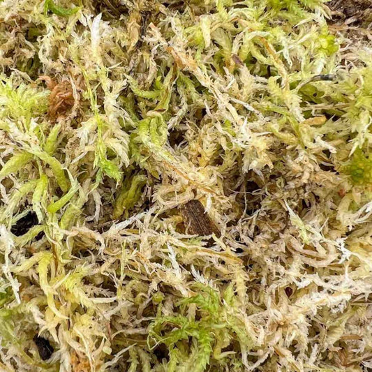 Où acheter de la Sphaigne vivante ? - plantandstories