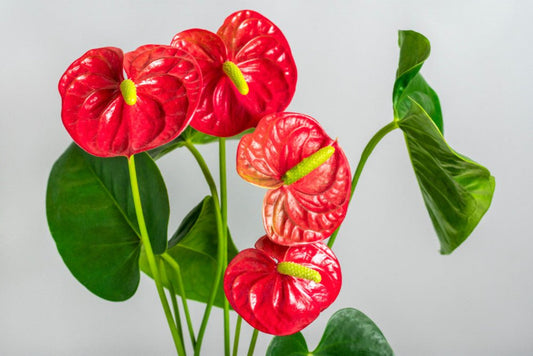 Un bouquet d'Anthuriums rouges avec leurs spathes brillantes et leurs spadices jaunes et verts, sur un fond gris clair.
