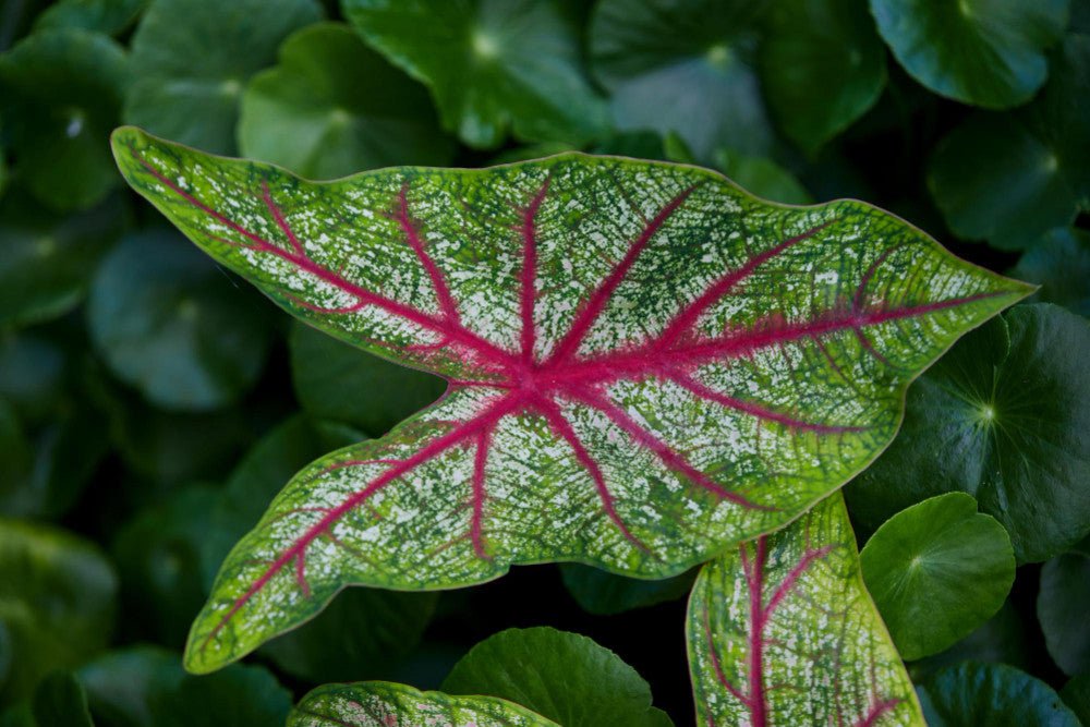 Caladium : Comment bien le cultiver et l’entretenir en intérieur et en extérieur - plantandstories