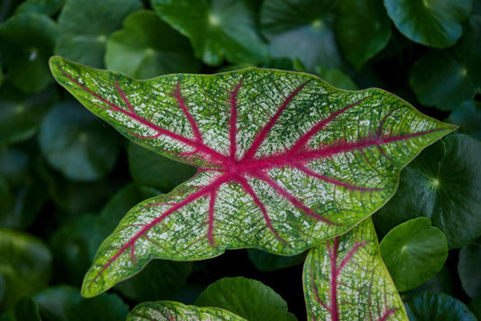 Caladium : Comment bien le cultiver et l’entretenir en intérieur et en extérieur - plantandstories