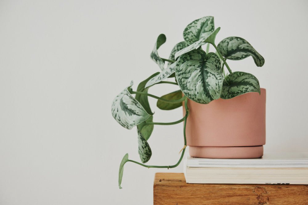 Scindapsus : conseils d’entretien faciles pour une plante d’intérieur resplendis - plantandstories