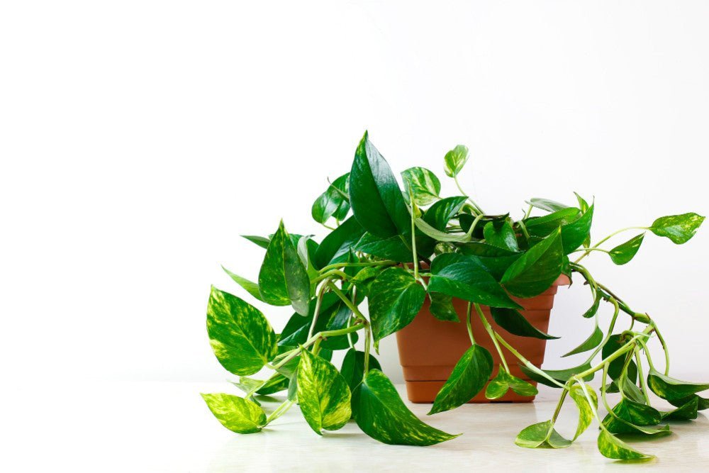 Epipremnum aureum : guide d’entretien complet pour une plante luxuriante - plantandstories
