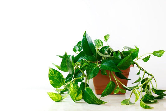 Epipremnum aureum : guide d’entretien complet pour une plante luxuriante - plantandstories