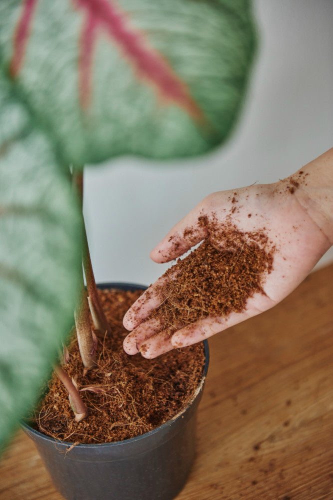 Terreau vs Substrat : Quel choix pour vos plantes ? - plantandstories