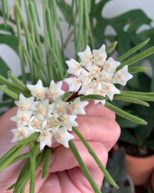 Hoya linearis : entretien de la Hoya retombante en cascade - Plant and Stories