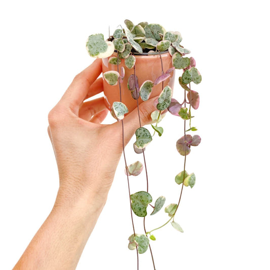 Ceropegia woodii 'Variegata', chaîne des cœurs aux tiges retombantes et petites feuilles en cœur panachées rose et crème