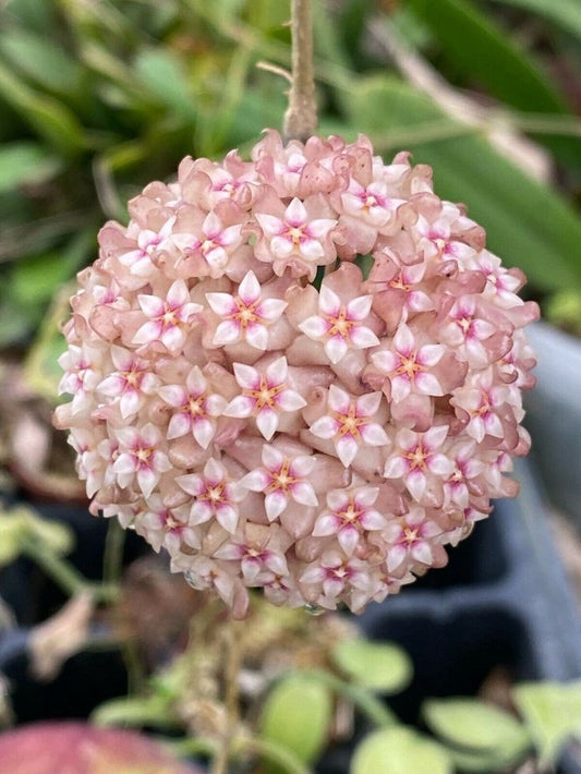 Ombelle sphérique de fleurs de Hoya rose pâle en forme d'étoiles cireuses, la fleur de porcelaine