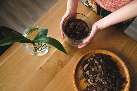 Comparatif terreau aroid 2026 : comment choisir le meilleur substrat pour vos plantes rares - plantandstories