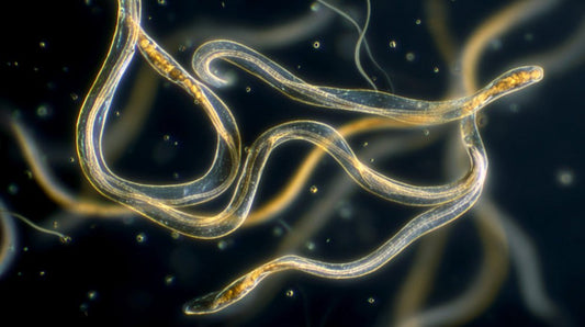 Quels sont les avantages des nématodes dans la lutte biologique ? - plantandstories