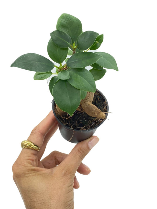 Ficus ginseng (Ficus microcarpa) en pot, aux racines aériennes épaisses et renflées surmontées d'un petit houppier de feuilles vert foncé