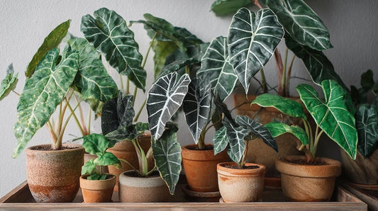 Une collection de différentes plantes d'Alocasia dans des pots en terre cuite sur un plateau en bois contre un mur blanc.