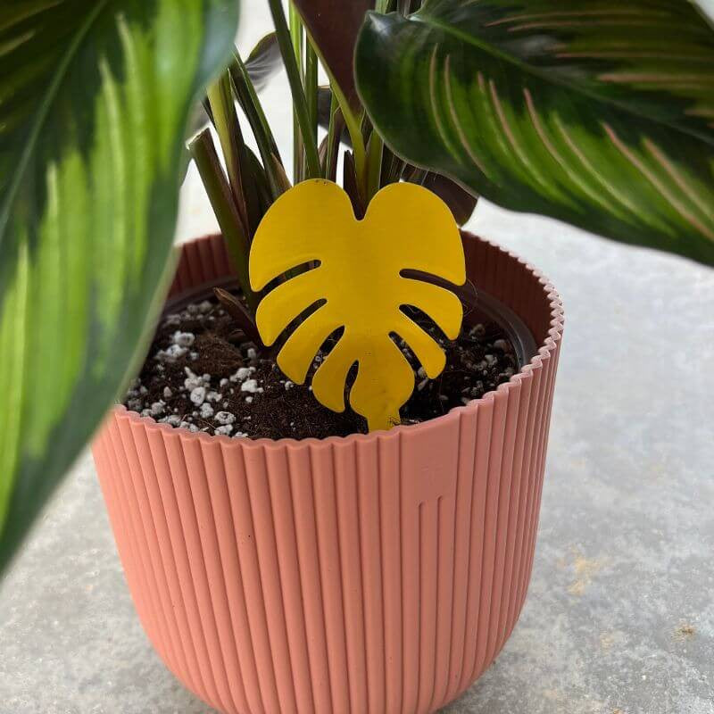 Piège jaune englué anti mouches de terreau en forme de feuille de Monstera planté dans le pot rose d'une plante