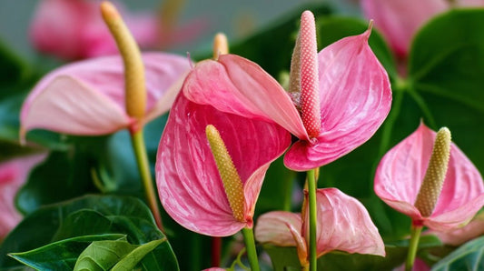 Comment faire refleurir un anthurium ? - plantandstories