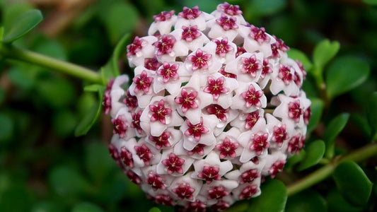 Comment entretenir un Hoya ? - plantandstories