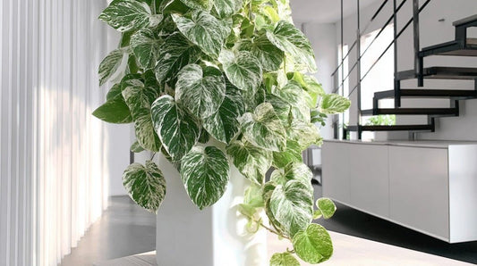Guide complet pour cultiver et entretenir l’Epipremnum Marble Queen - plantandstories