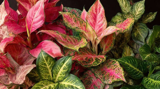 L’Aglaonema, un souffle tropical pour sublimer votre intérieur - plantandstories