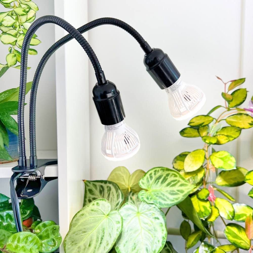 Pourquoi utiliser une lampe horticole pour ses plantes d’intérieur ? - plantandstories